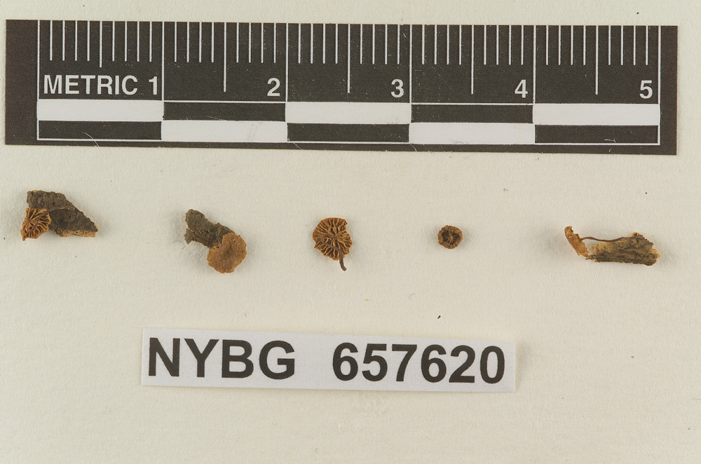 Marasmius earlei image