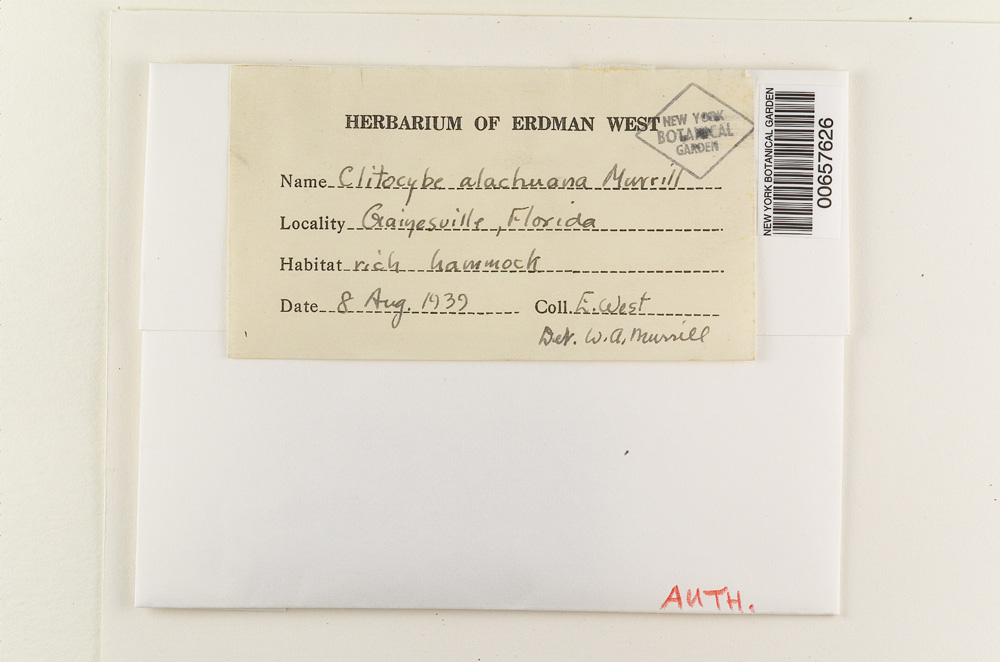 Lulesia alachuana image