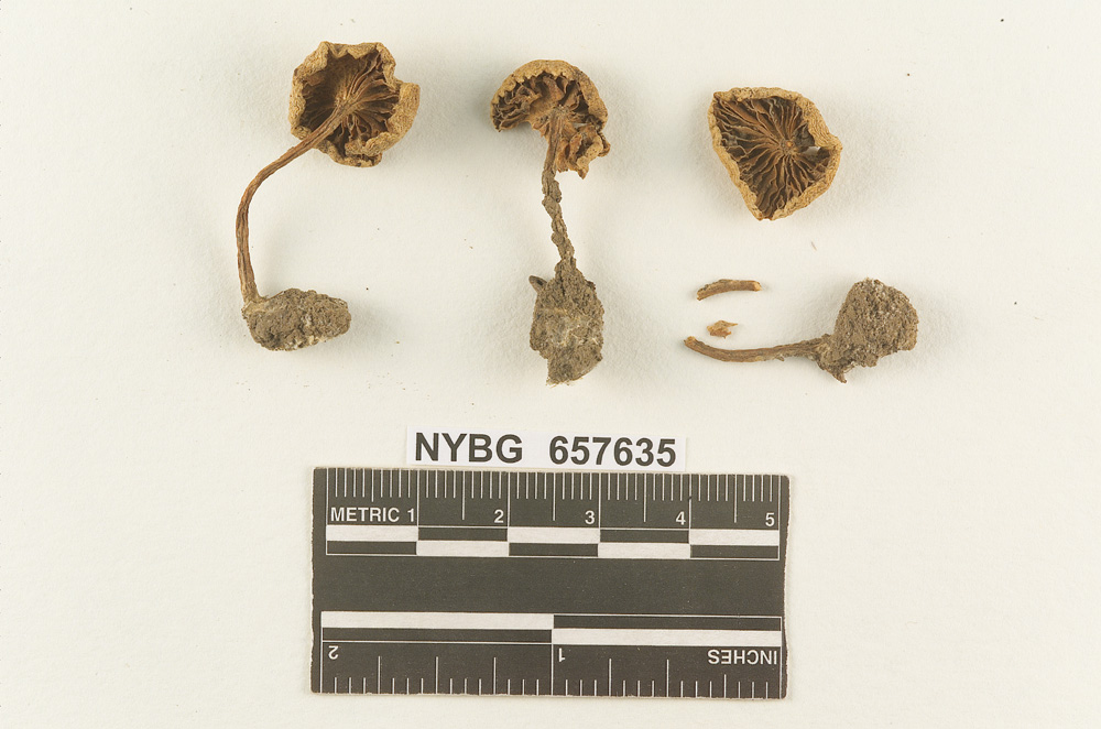 Clitocybe farinacea image