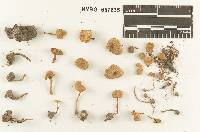 Clitocybe farinacea image