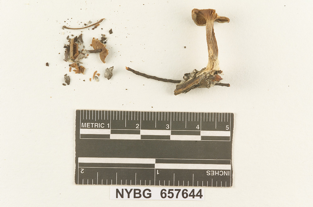 Clitocybe murinifolia image