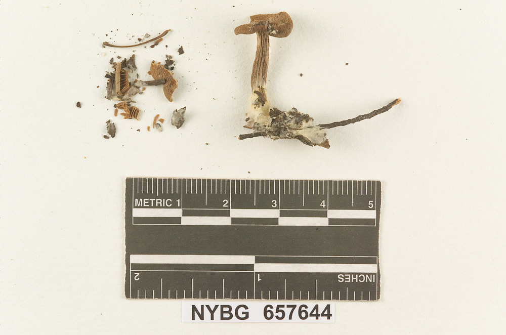 Clitocybe murinifolia image