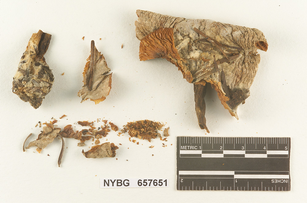 Clitocybe oreades image