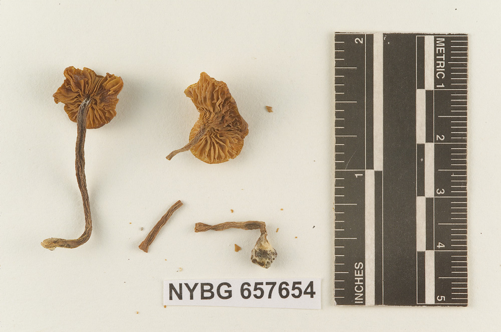 Clitocybe peckii image