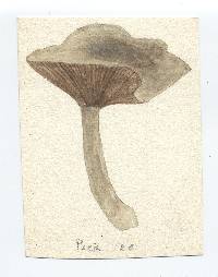 Clitocybe peckii image
