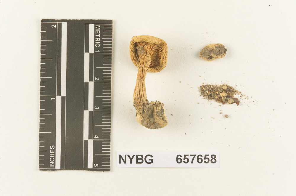 Clitocybe pulcherrima image
