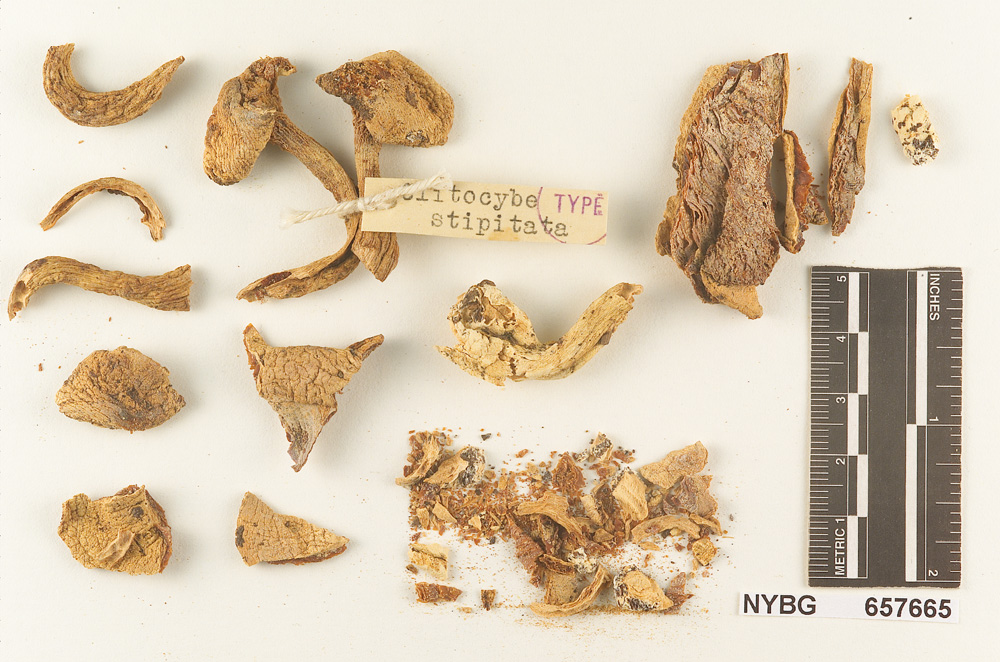 Clitocybe stipitata image