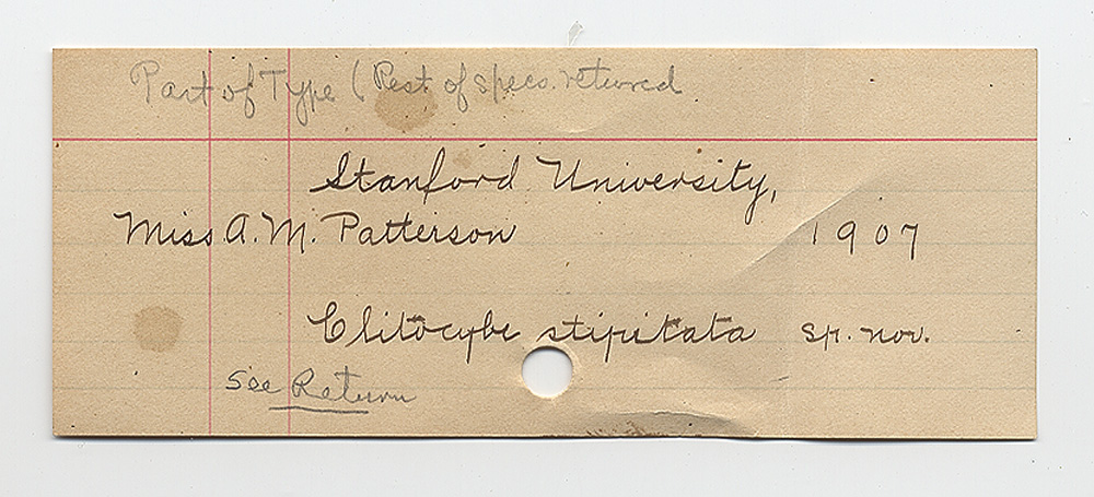 Clitocybe stipitata image