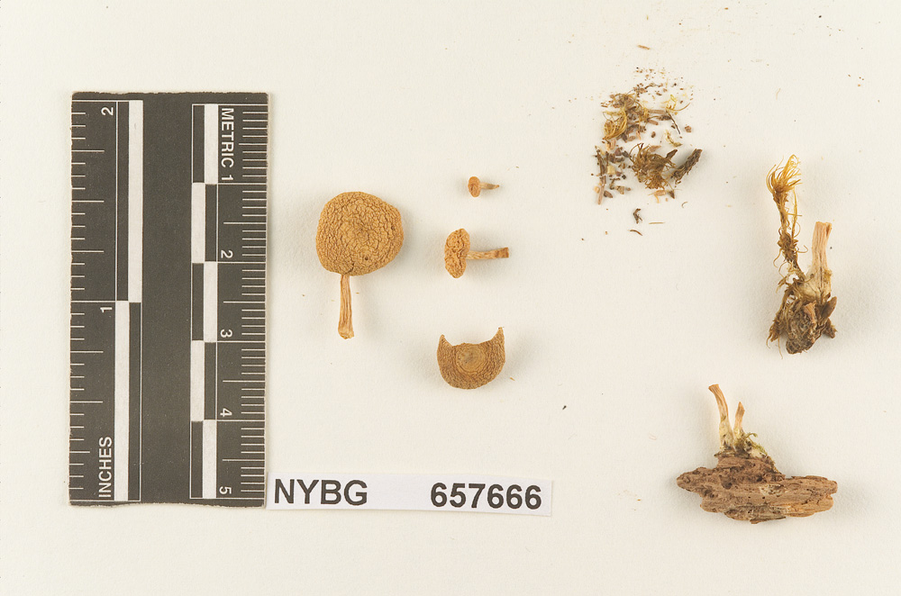 Clitocybe subbulbipes image