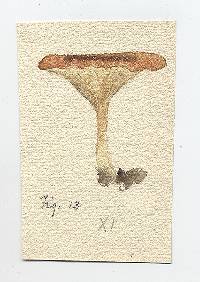 Clitocybe testaceoflava image