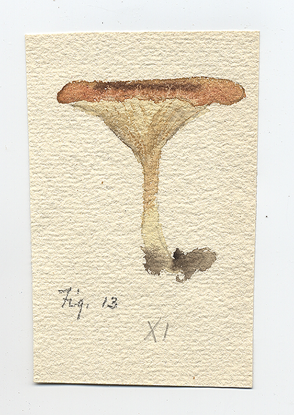 Clitocybe testaceoflava image