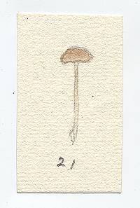 Clitocybe troyana image