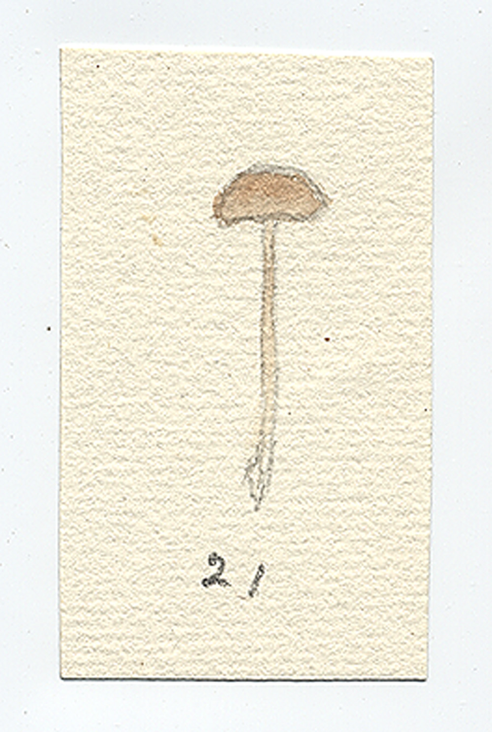 Clitocybe troyana image
