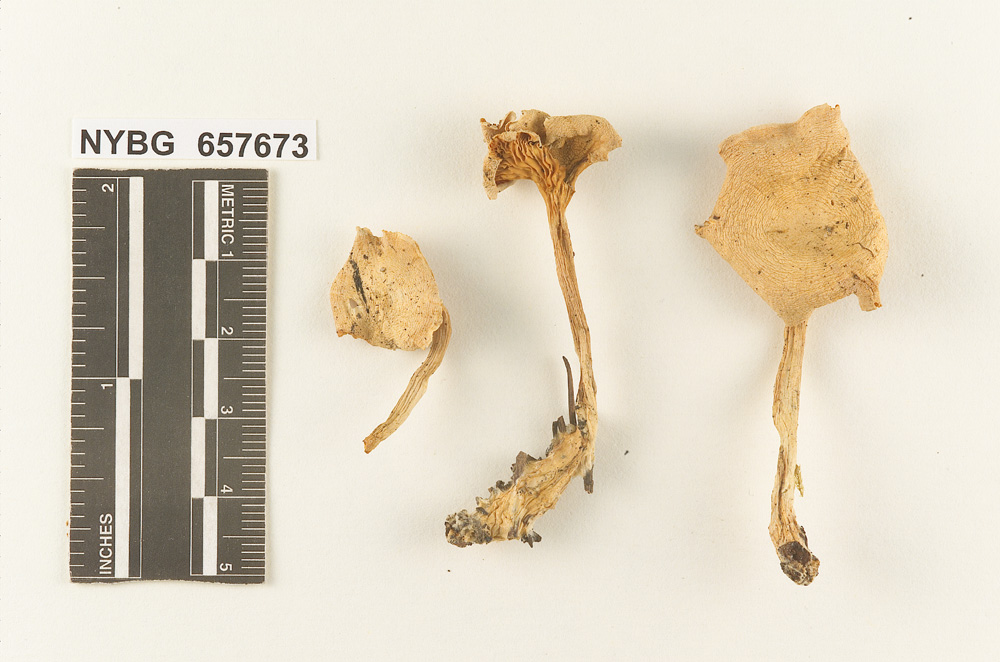 Clitocybe variabilis image