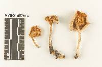 Clitocybe variabilis image