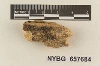 Marasmius ater image