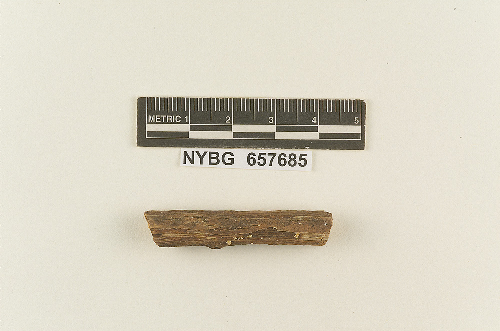 Marasmius atrorubens var. dumontii image