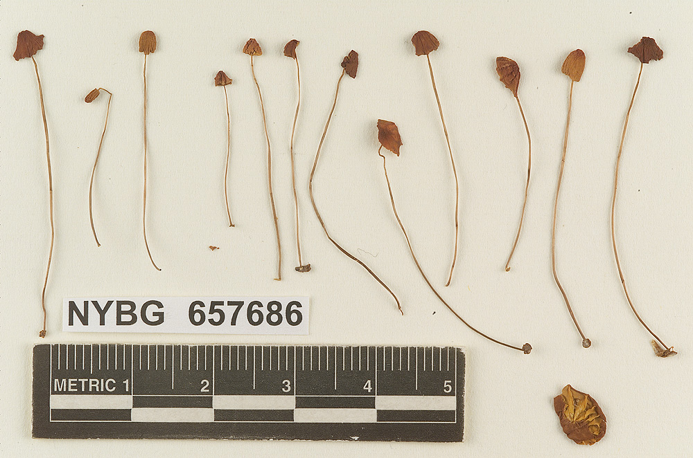 Marasmius atropurpureus image