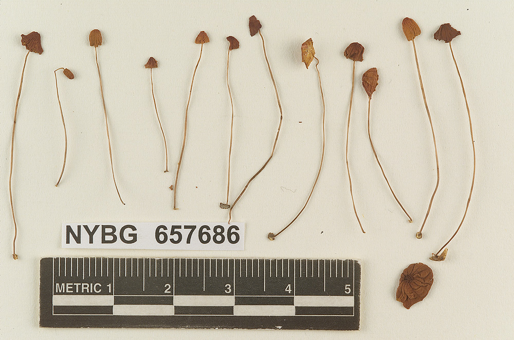 Marasmius atropurpureus image