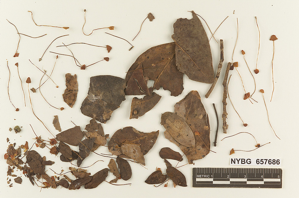 Marasmius atropurpureus image