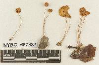 Marasmius bahamensis image