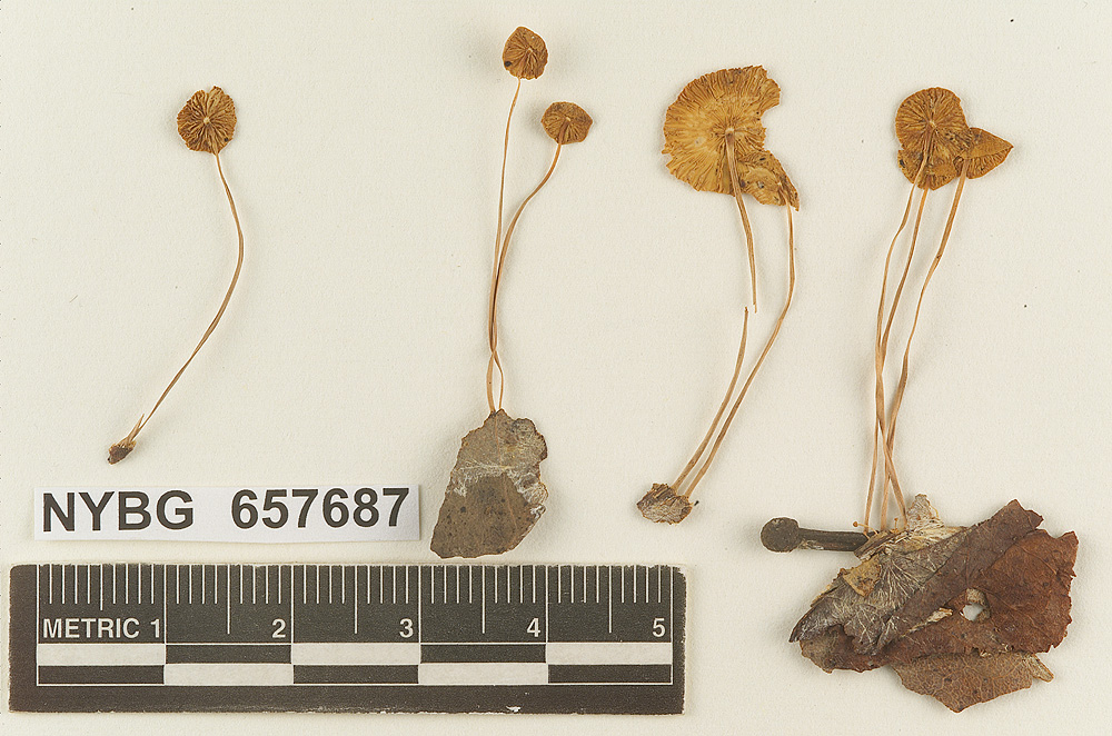 Marasmius bahamensis image