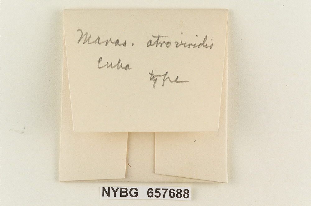 Marasmius atroviridis image
