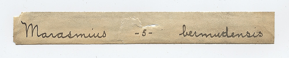 Marasmius bermudensis image