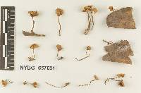 Marasmius cervinicolor image