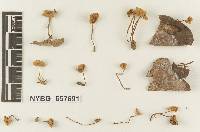 Marasmius cervinicolor image