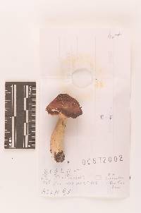 Russula queletii image