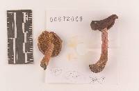 Russula queletii image