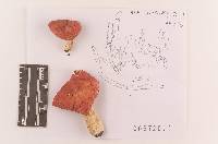 Russula pulchra image