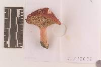 Russula queletii image