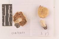 Russula raoultii image