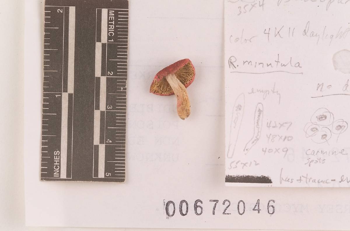 Russula pseudopeckii image