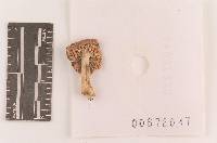 Russula pelargonia image