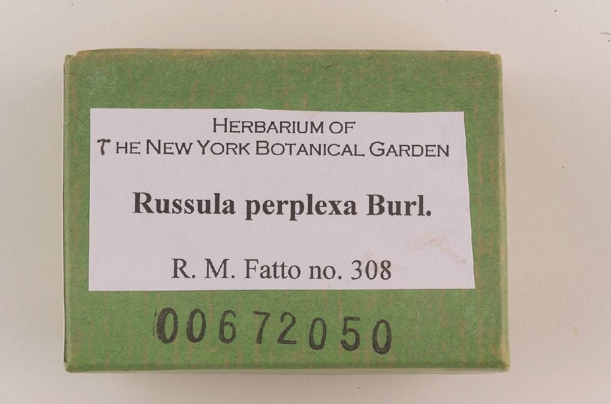 Russula perplexa image