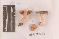 Russula perplexa image