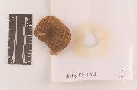 Russula pectinatoides image