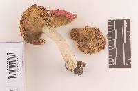 Russula pseudointegra image