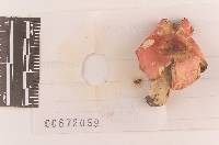 Russula pseudolepida image