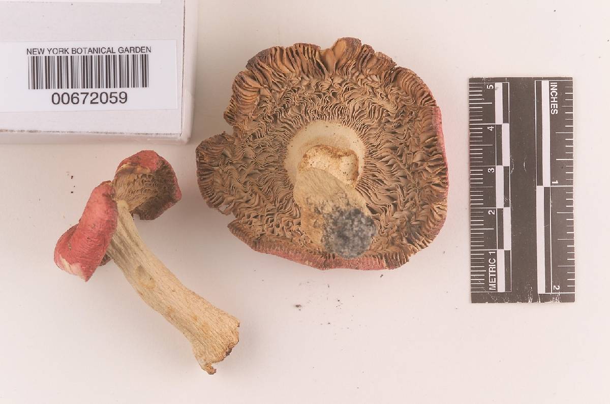 Russula pseudolepida image