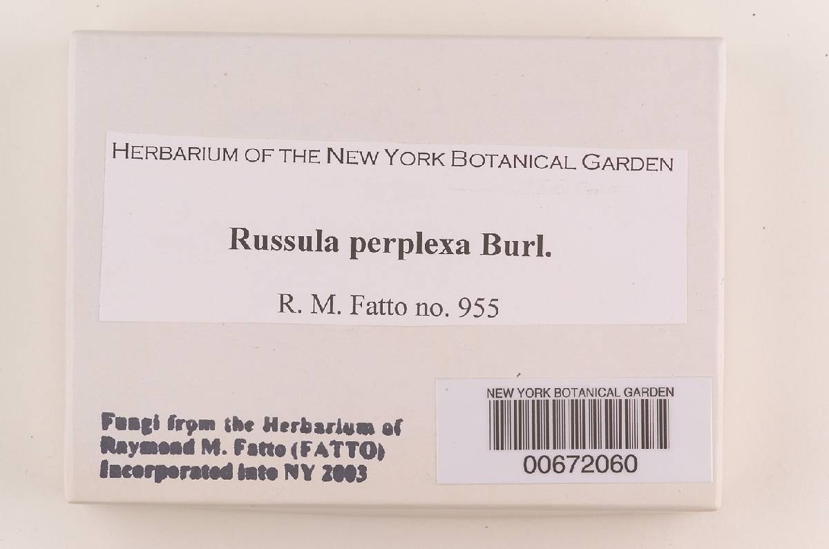 Russula perplexa image