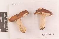 Russula paludosa image