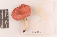 Russula pseudolepida image