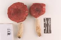 Russula pseudolepida image