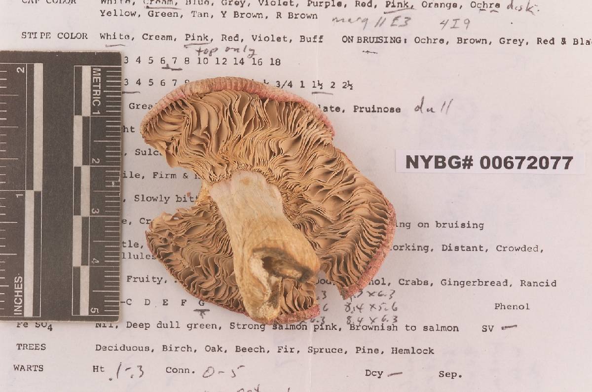 Russula subochrophylla image