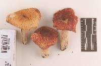 Russula rugulosa image