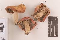 Russula rugulosa image